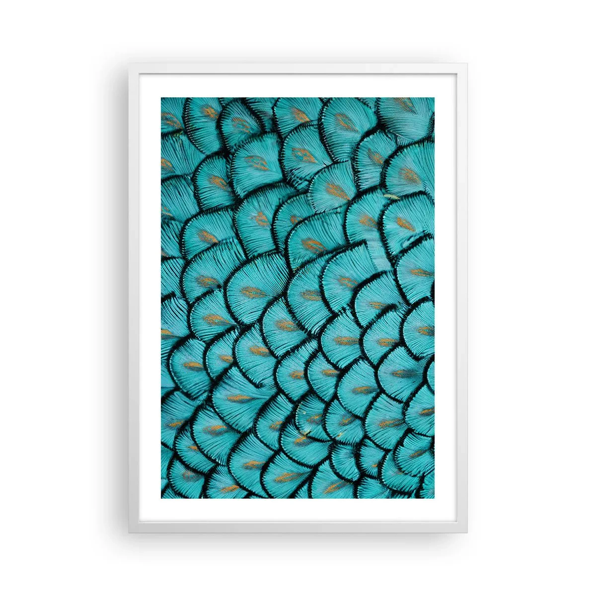Poster in einem weißen Rahmen - Große Federgala - 50x70 cm