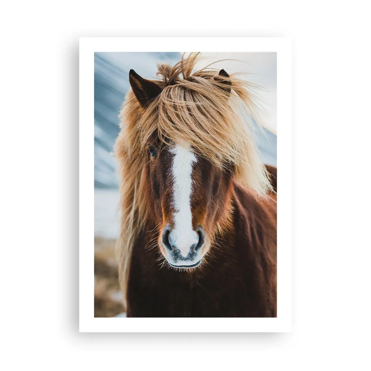 Poster - Eine Nahaufnahme eines Islandpferdes mit wallender Mähne vor einer natürlichen Kulisse. - 50x70cm - Spürst du die Freiheit? - Moderne Wanddekoration für Wohnzimmer und Schlafzimmer ARTTOR