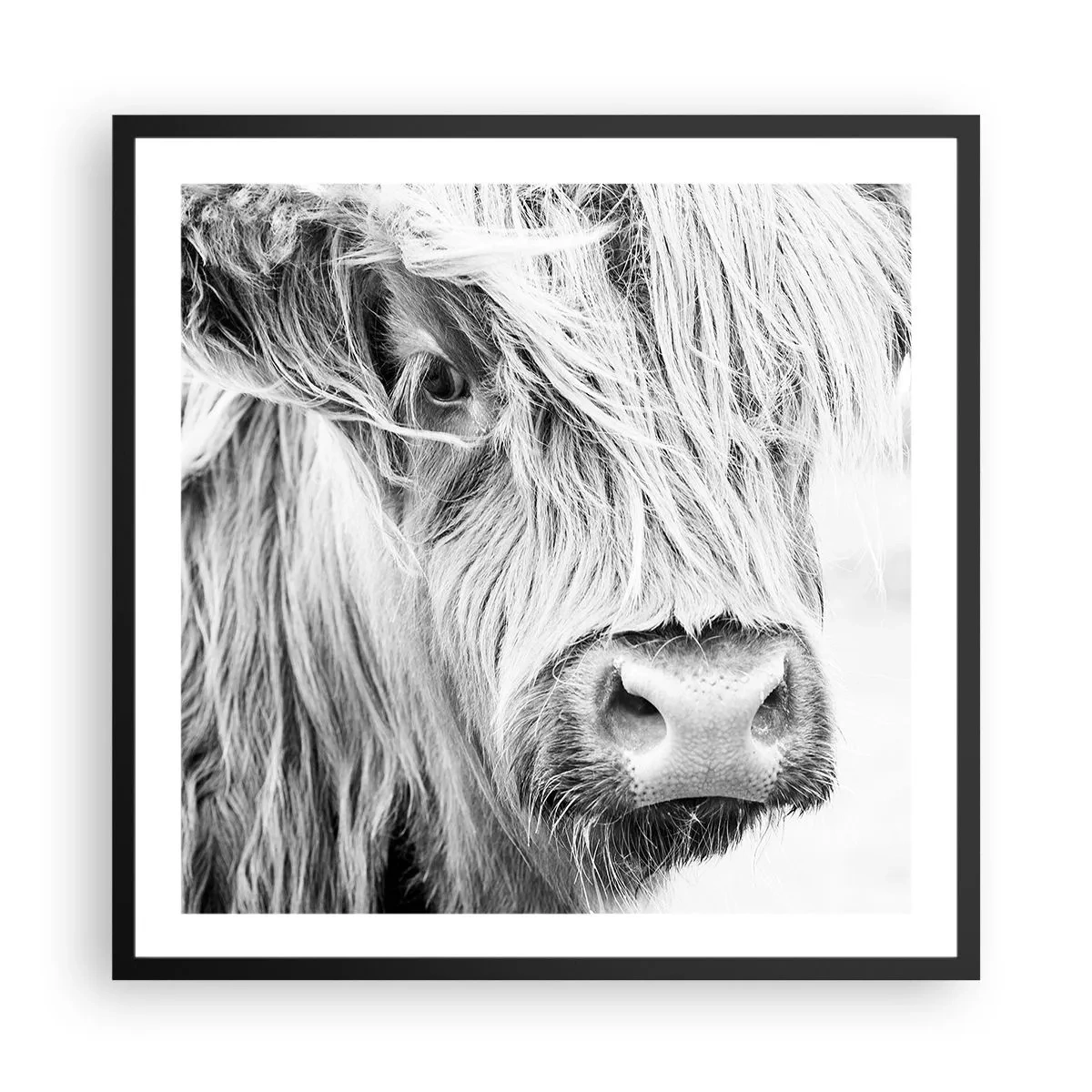 Poster in einem schwarzem Rahmen - Schottische Wildheit - 60x60 cm