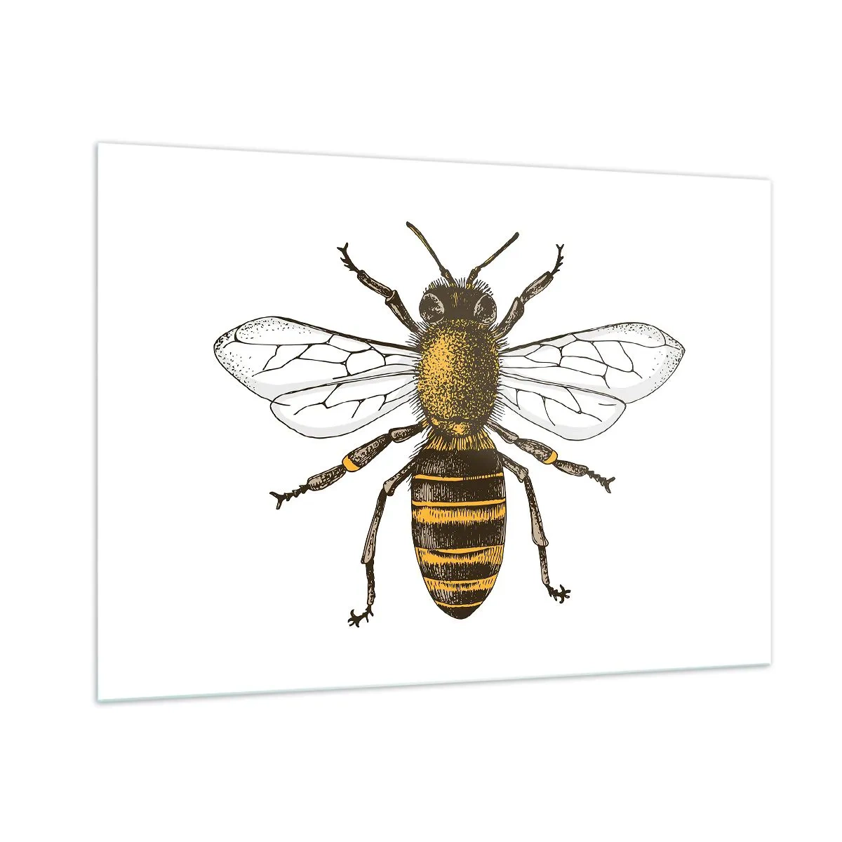 Glasbild - Bild auf glas - Detaillierte Darstellung einer Biene auf weißem Hintergrund - 100x70cm - Schön und gut - Moderne Wanddekoration für Wohnzimmer und Schlafzimmer ARTTOR