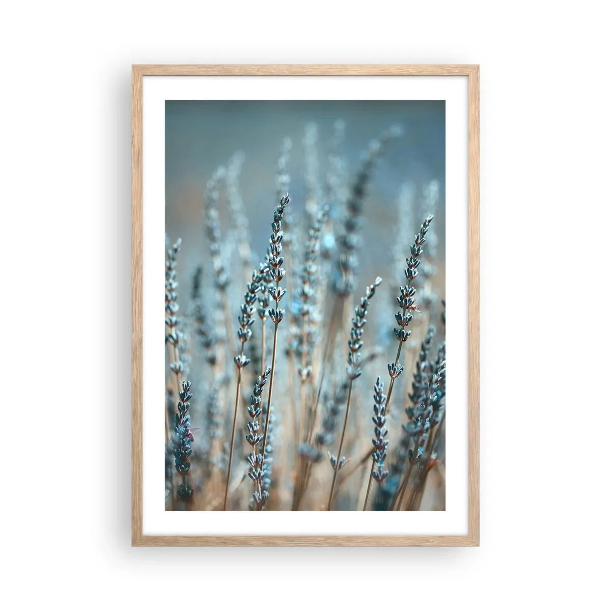 Poster in einem Rahmen aus heller Eiche - Duftendes Kornfeld - 50x70 cm