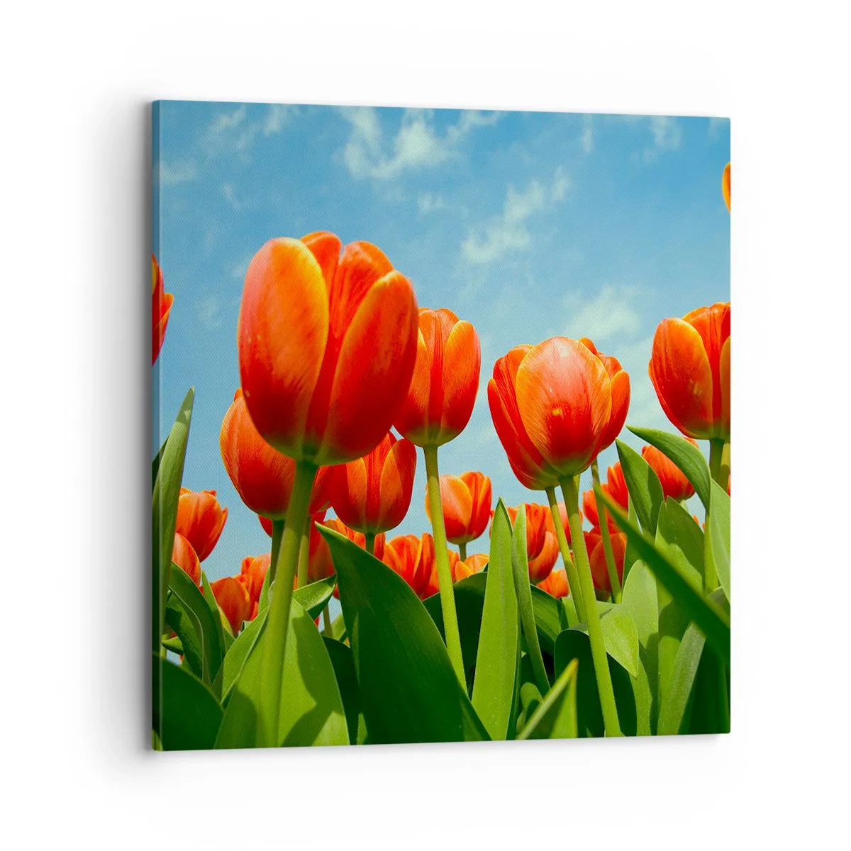Bild auf Leinwand - Leinwandbild - Außer dem blauen Himmel brauchen sie nichts in ihrem Leben - 70x70 cm