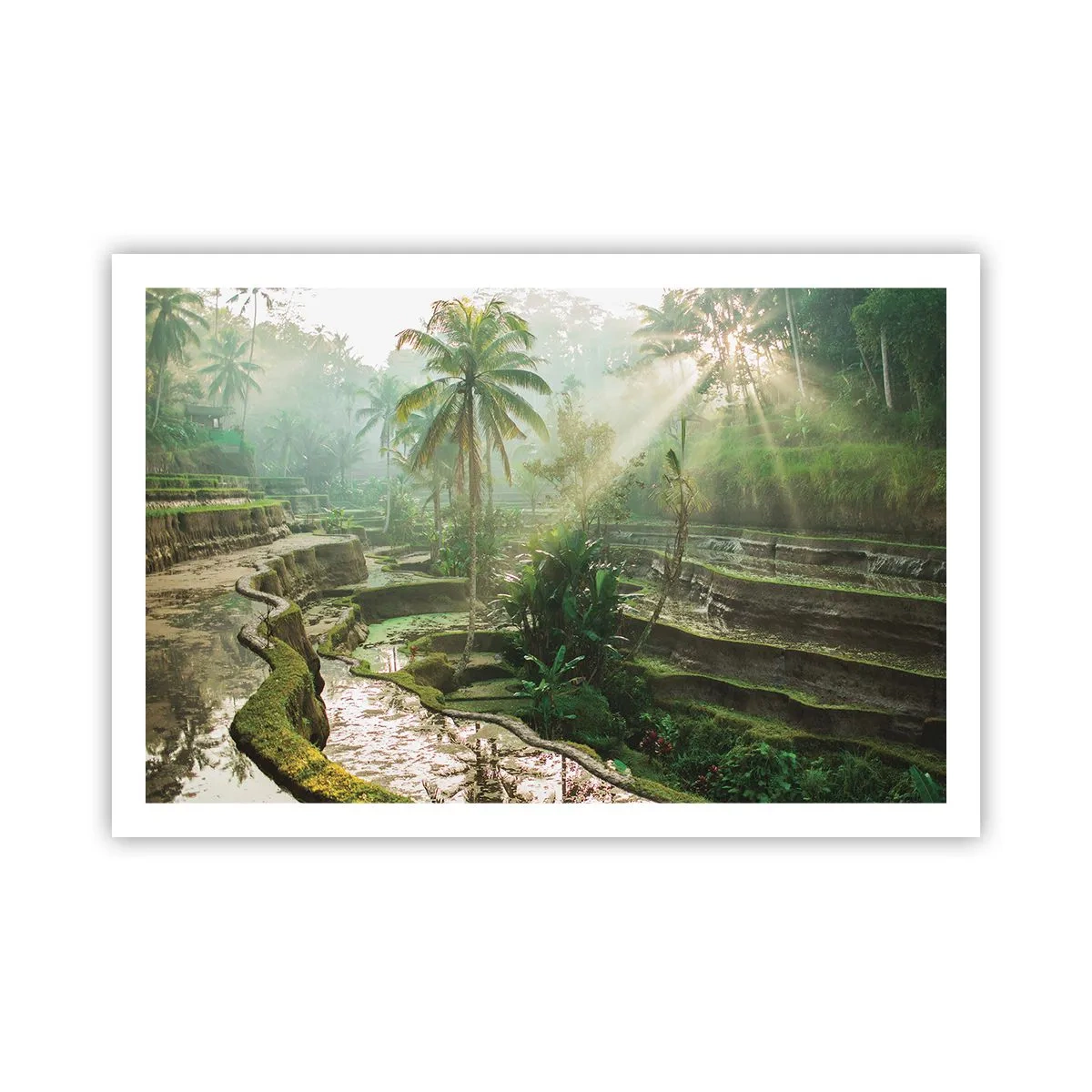 Poster - In der Sonne aufwachsen - 91x61 cm