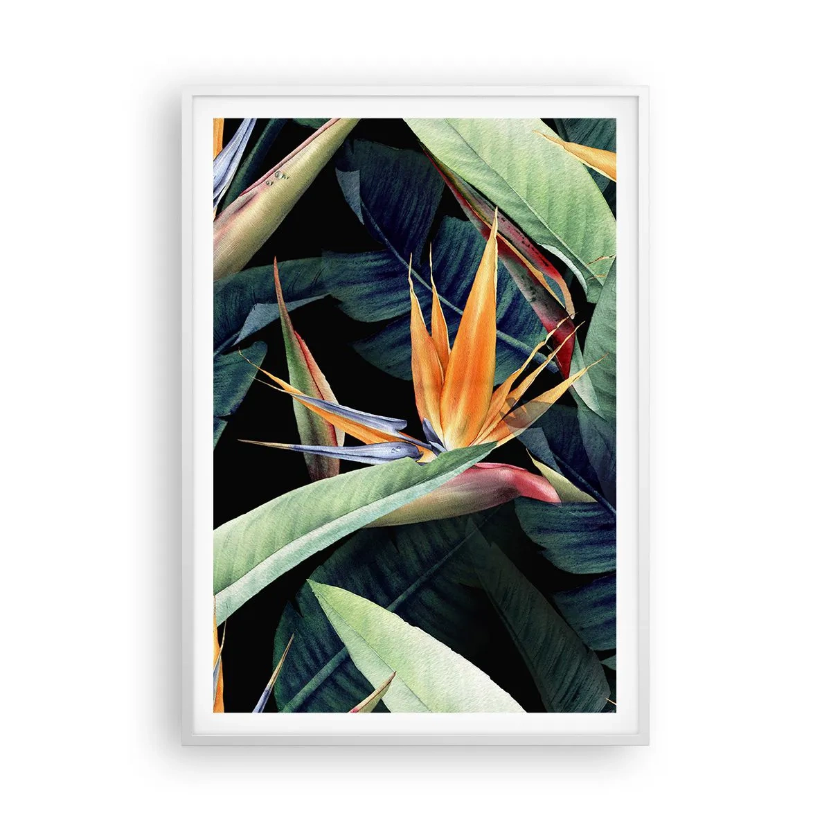 Poster in einem weißen Rahmen - Flammende Blumen der Tropen - 70x100 cm
