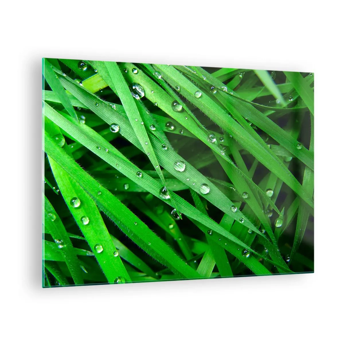 Glasbild - Bild auf glas - Grüne Grashalme mit Tautropfen - 70x50cm - Grün spielen - Moderne Wanddekoration für Wohnzimmer und Schlafzimmer ARTTOR