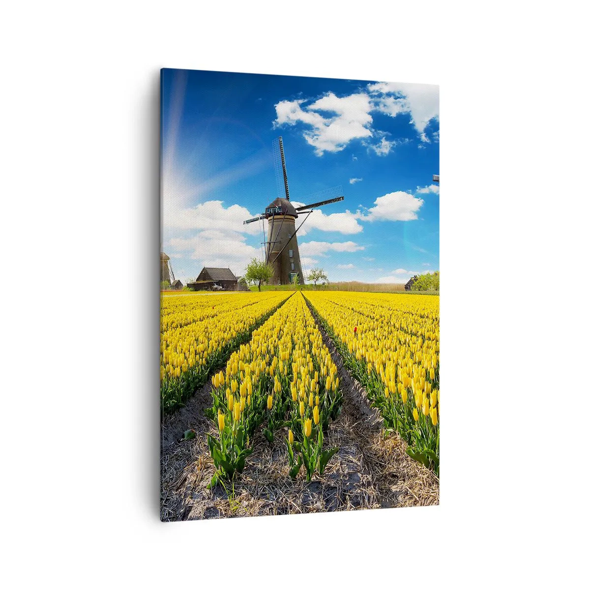 Bild auf Leinwand - Leinwandbild - Ein Feld mit gelben Tulpen mit Windmühlen am Horizont - 70x100cm - Holländischer geht's nicht - Moderne Wanddekoration für Wohnzimmer und Schlafzimmer ARTTOR