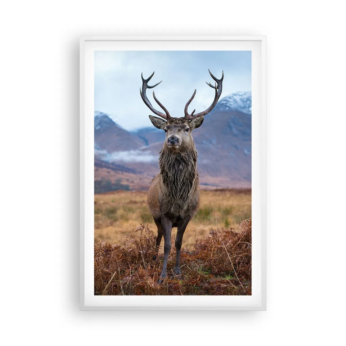 Poster in einem weißen Rahmen - Auf eigenem Land - 61x91 cm