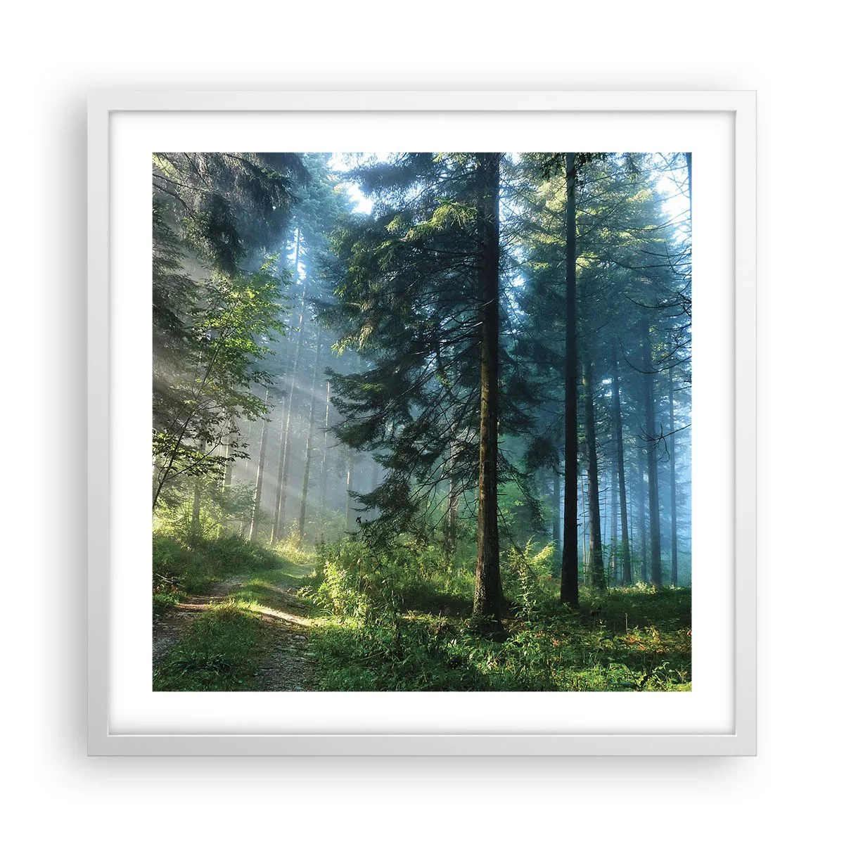Poster in einem weißen Rahmen - Strahlend am Morgen - 50x50 cm