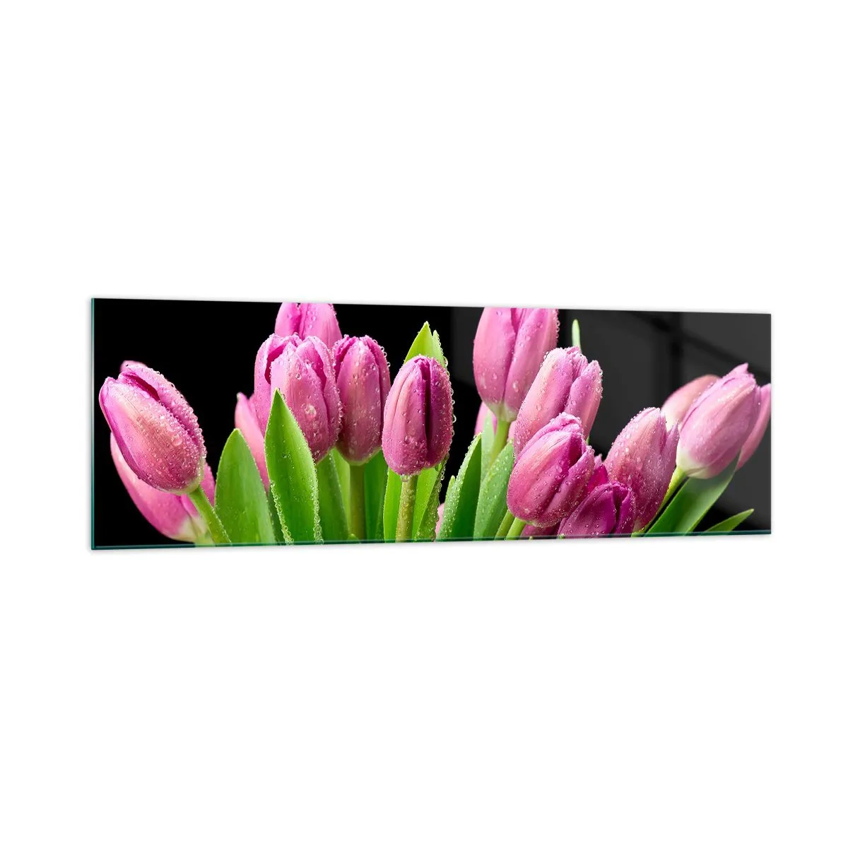 Glasbild - Bild auf glas - Rosa Tulpen mit Tautropfen auf schwarzem Hintergrund - 160x50cm - Lila Frühlingsfreude - Moderne Wanddekoration für Wohnzimmer und Schlafzimmer ARTTOR