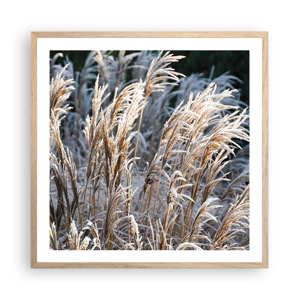 Poster in einem Rahmen aus heller Eiche - Gekleidet mit Frost - 60x60 cm