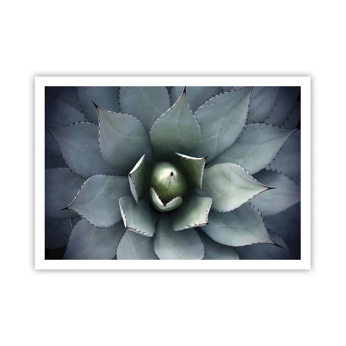 Poster - Nahaufnahme einer Agavenrosette in zarten Grüntönen - 100x70cm - Es lockt an und warnt - Moderne Wanddekoration für Wohnzimmer und Schlafzimmer ARTTOR