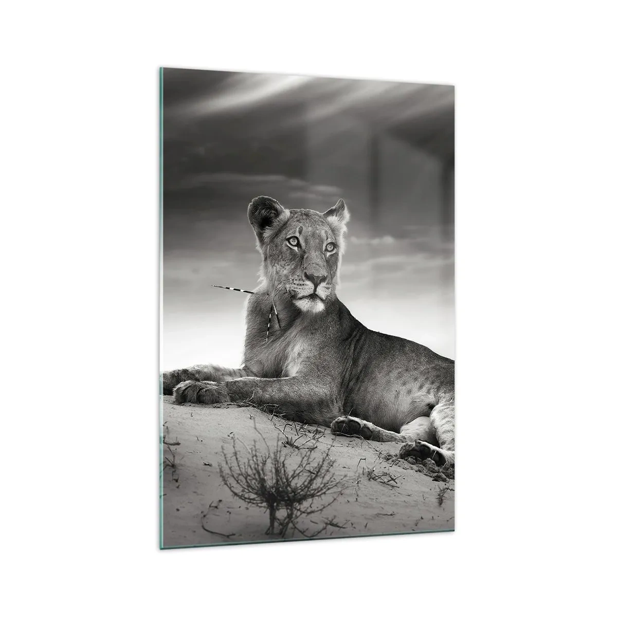 Glasbild - Bild auf glas - Schwarz-Weiß-Porträt einer Löwin in der Savanne - 70x100cm - Die Königin der Wüstenruhe - Moderne Wanddekoration für Wohnzimmer und Schlafzimmer ARTTOR