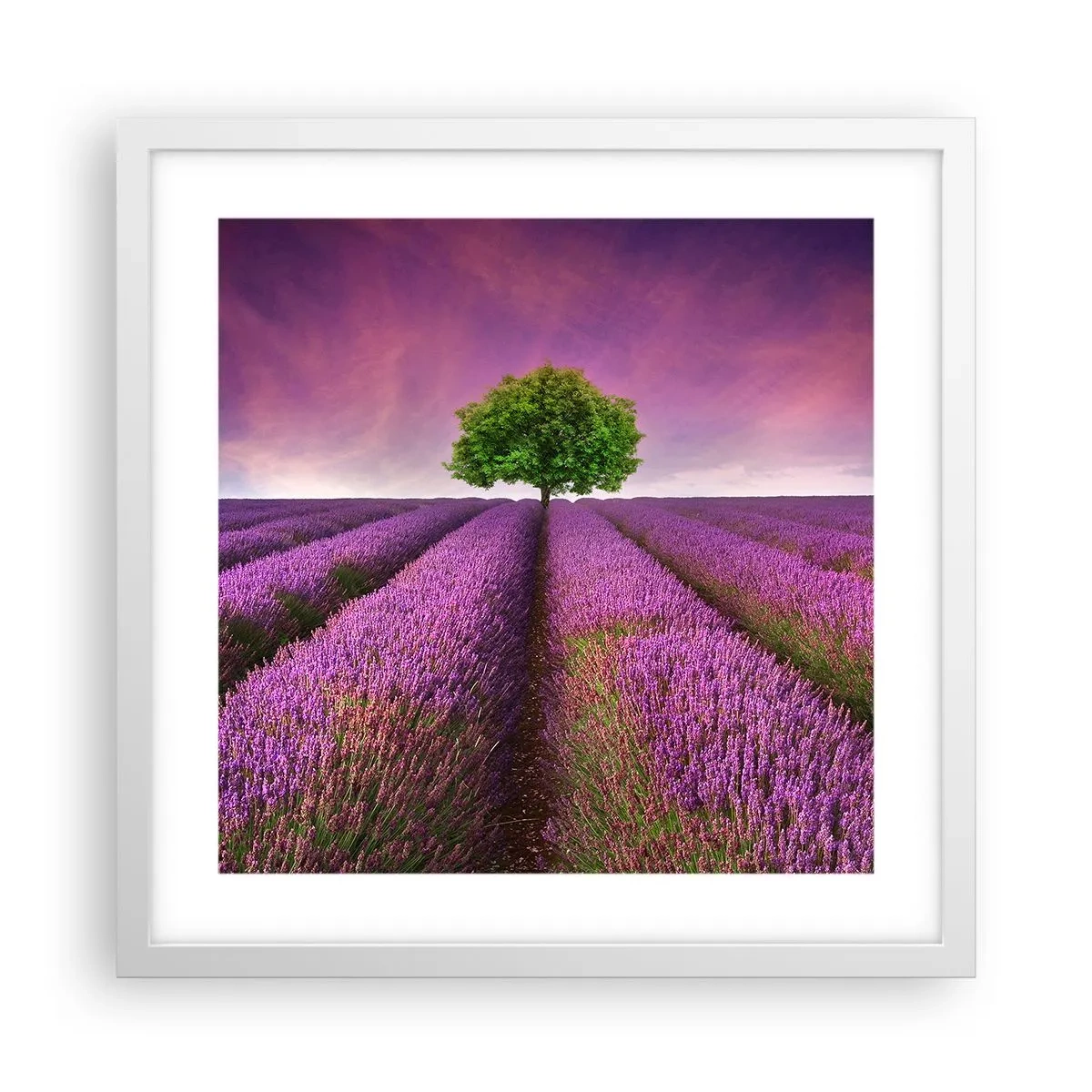 Poster in einem weißen Rahmen - Auf Lavendelfeldern - 40x40 cm