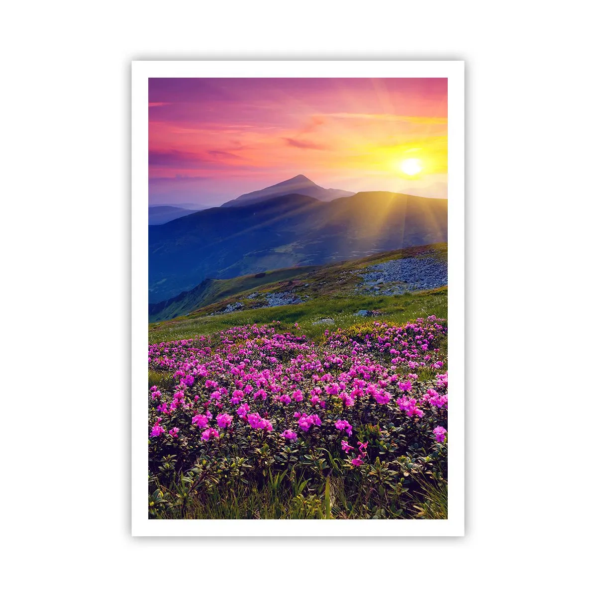 Poster - … Und drumherum duftet es nach Latschenkiefer und dem Duft von Kräutern - 70x100 cm