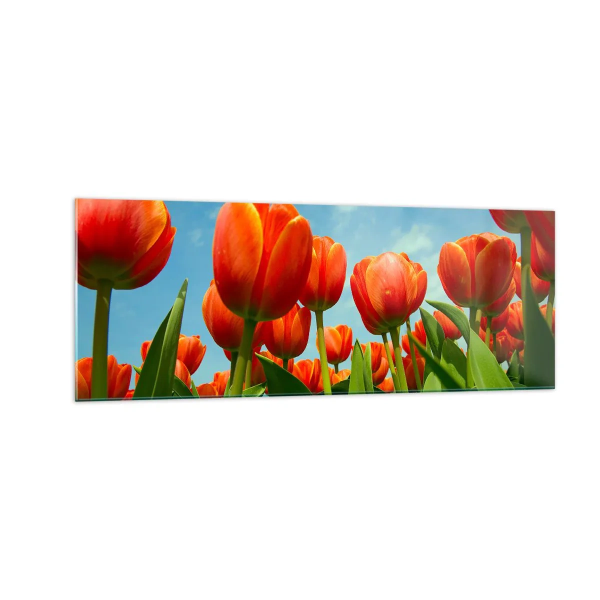 Glasbild - Bild auf glas - Ein Feld mit roten und orangefarbenen Tulpen vor blauem Himmel - 140x50cm - Außer dem blauen Himmel brauchen sie nichts in ihrem Leben - Moderne Wanddekoration für Wohnzimmer und Schlafzimmer ARTTOR