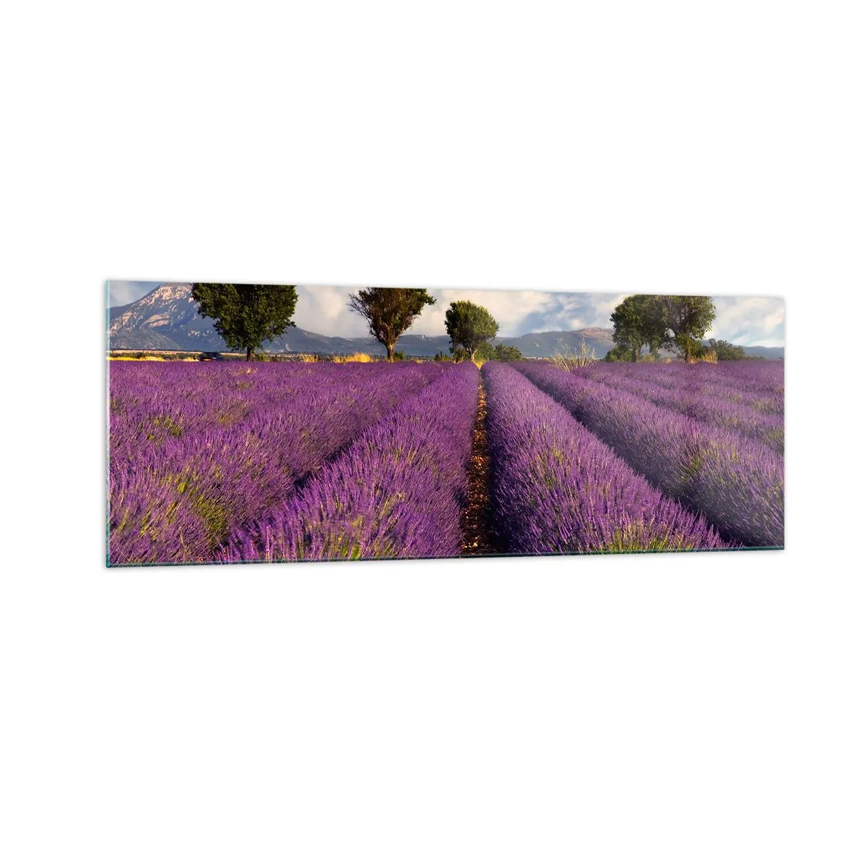 Glasbild - Bild auf glas - Ein Lavendelfeld mit Bäumen vor der Kulisse von Bergen und Himmel - 140x50cm - Lavendelfelder - Moderne Wanddekoration für Wohnzimmer und Schlafzimmer ARTTOR