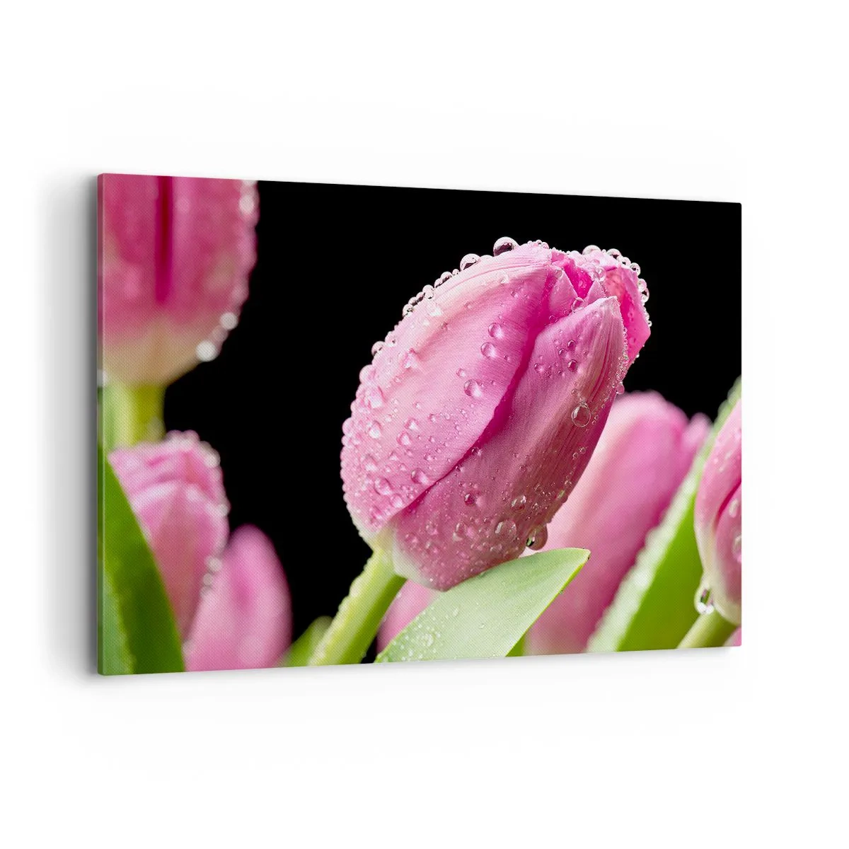 Bild auf Leinwand - Leinwandbild - Rosa Tulpe mit Wassertropfen auf schwarzem Hintergrund - 120x80cm - Lila Traum im Tau - Moderne Wanddekoration für Wohnzimmer und Schlafzimmer ARTTOR