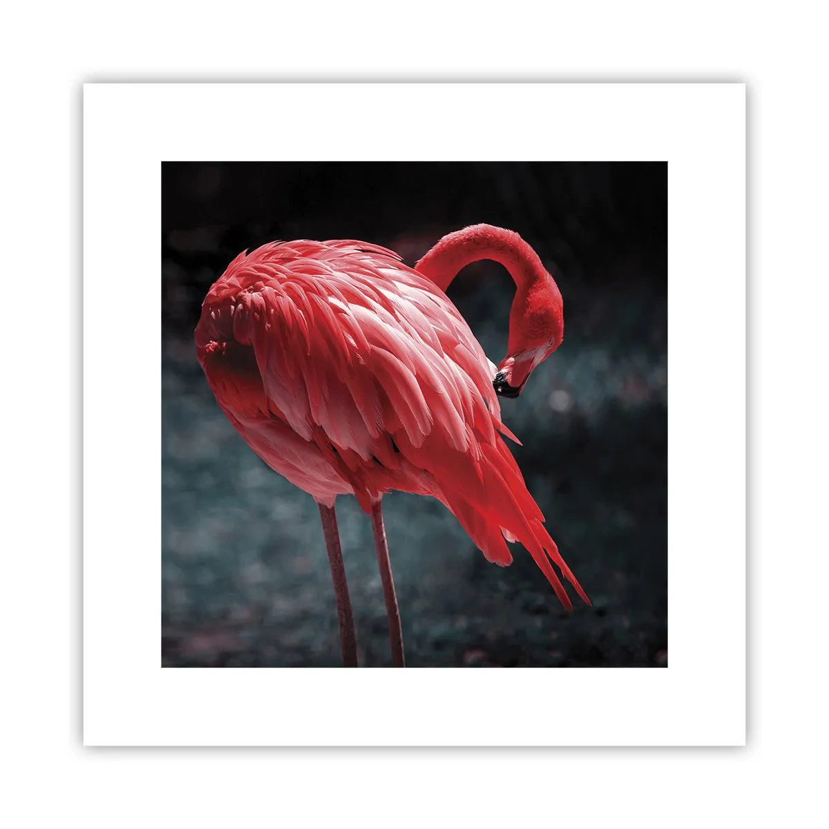 Poster - Ein purpurrotes Gedicht der Natur - 30x30 cm