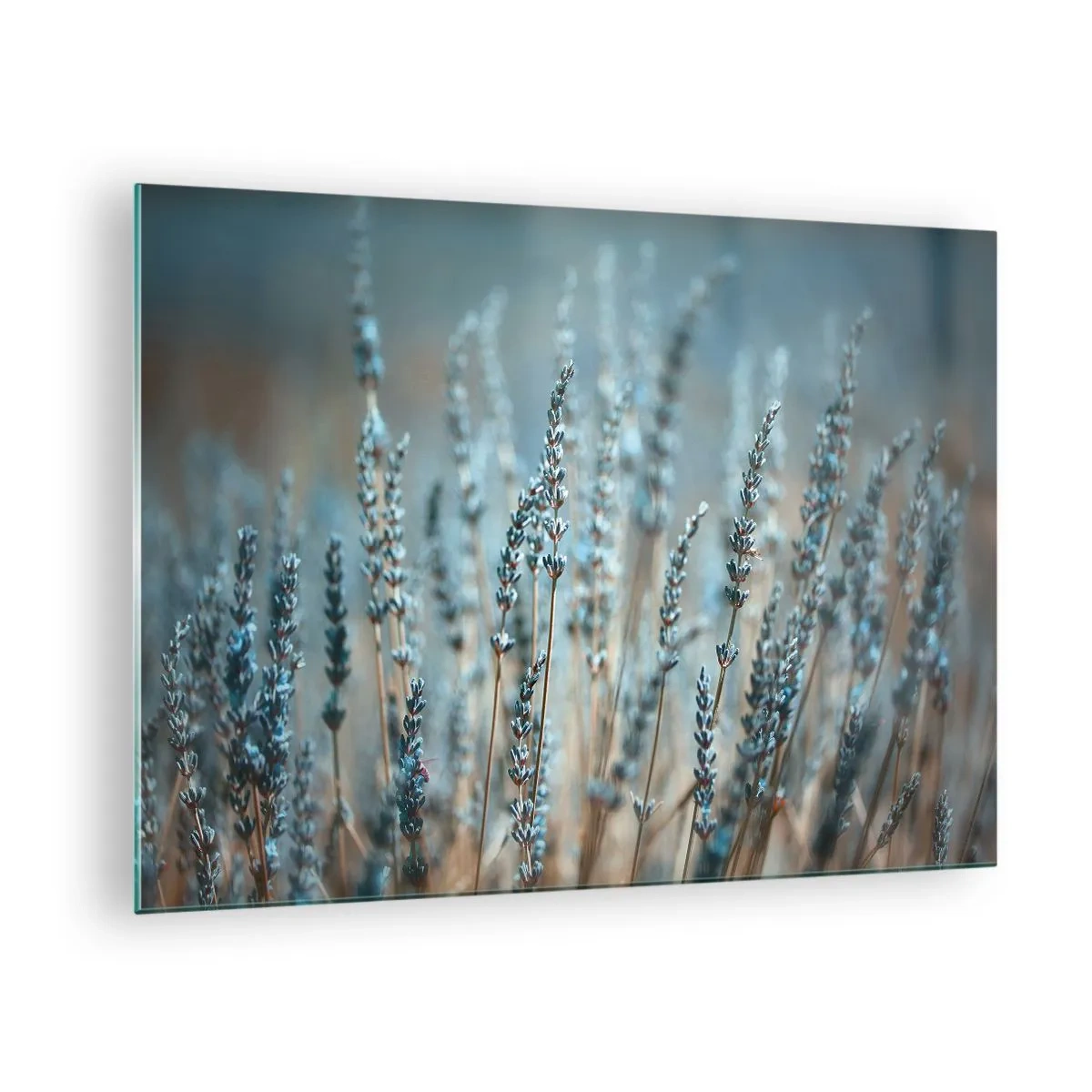 Glasbild - Bild auf glas - Ein Lavendelfeld in sanftem, kühlem Licht - 70x50cm - Duftendes Kornfeld - Moderne Wanddekoration für Wohnzimmer und Schlafzimmer ARTTOR