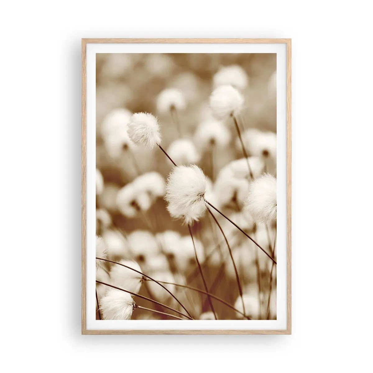 Poster in einem Rahmen aus heller Eiche - Flauschiges Kornfeld - 70x100 cm