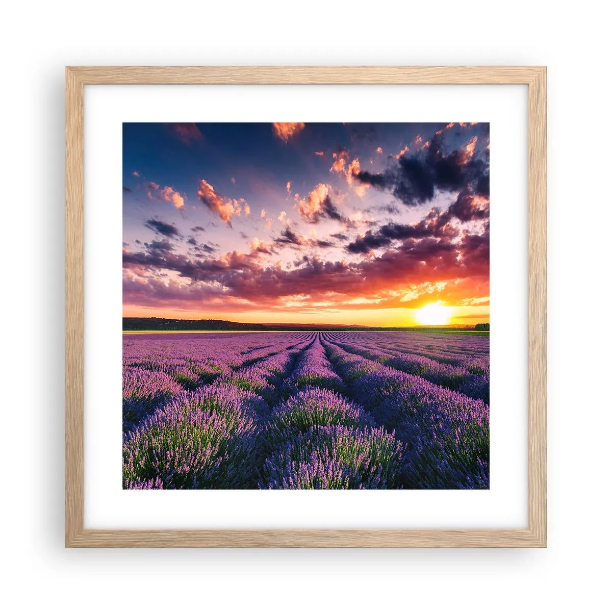 Poster in einem Rahmen aus heller Eiche - Lavendel Welt - 40x40 cm