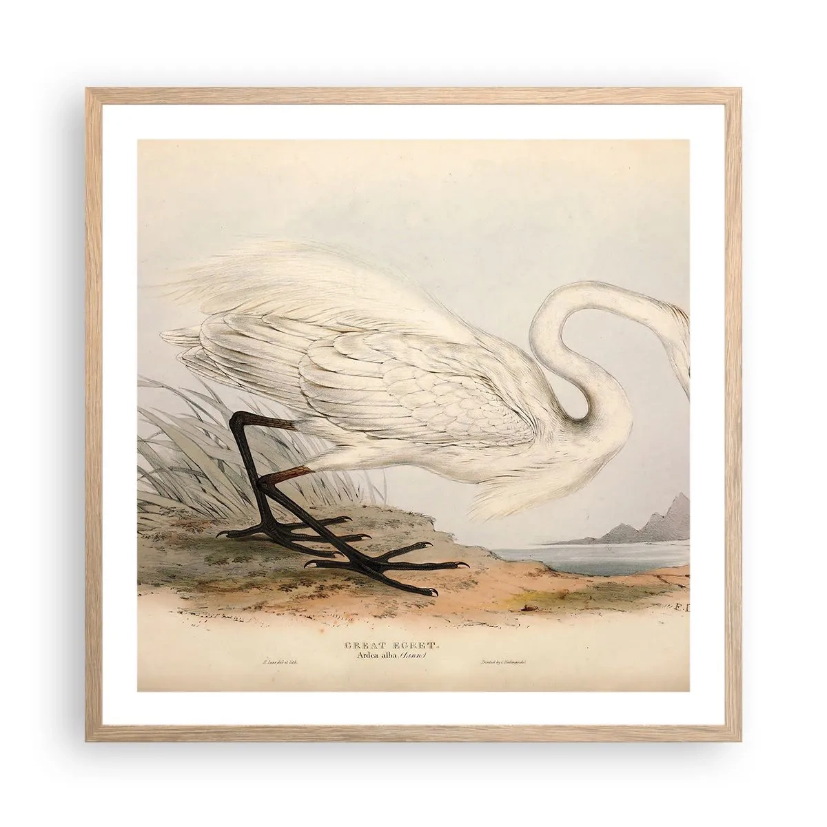 Poster in einem Rahmen aus heller Eiche - Dame auf den Binsen - 60x60 cm