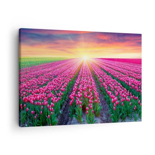 Bild auf Leinwand - Leinwandbild - Ein Tulpenfeld bei Sonnenuntergang - 70x50cm - Schönheitsfarm - Moderne Wanddekoration für Wohnzimmer und Schlafzimmer ARTTOR