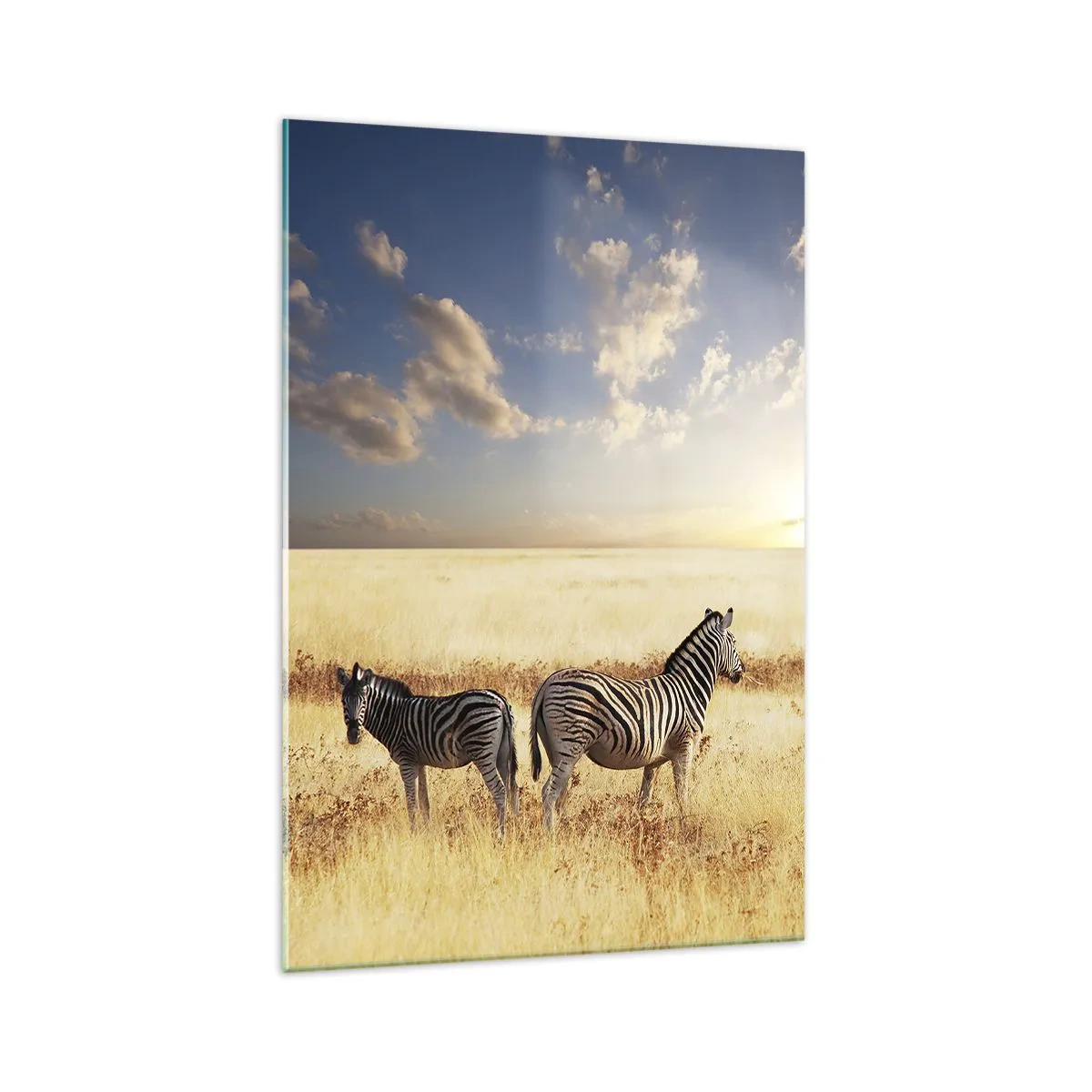 Glasbild - Bild auf glas - Zwei Zebras in der Savanne in den Strahlen der untergehenden Sonne - 70x100cm - Geh weg, sei nicht in Frieden - Moderne Wanddekoration für Wohnzimmer und Schlafzimmer ARTTOR