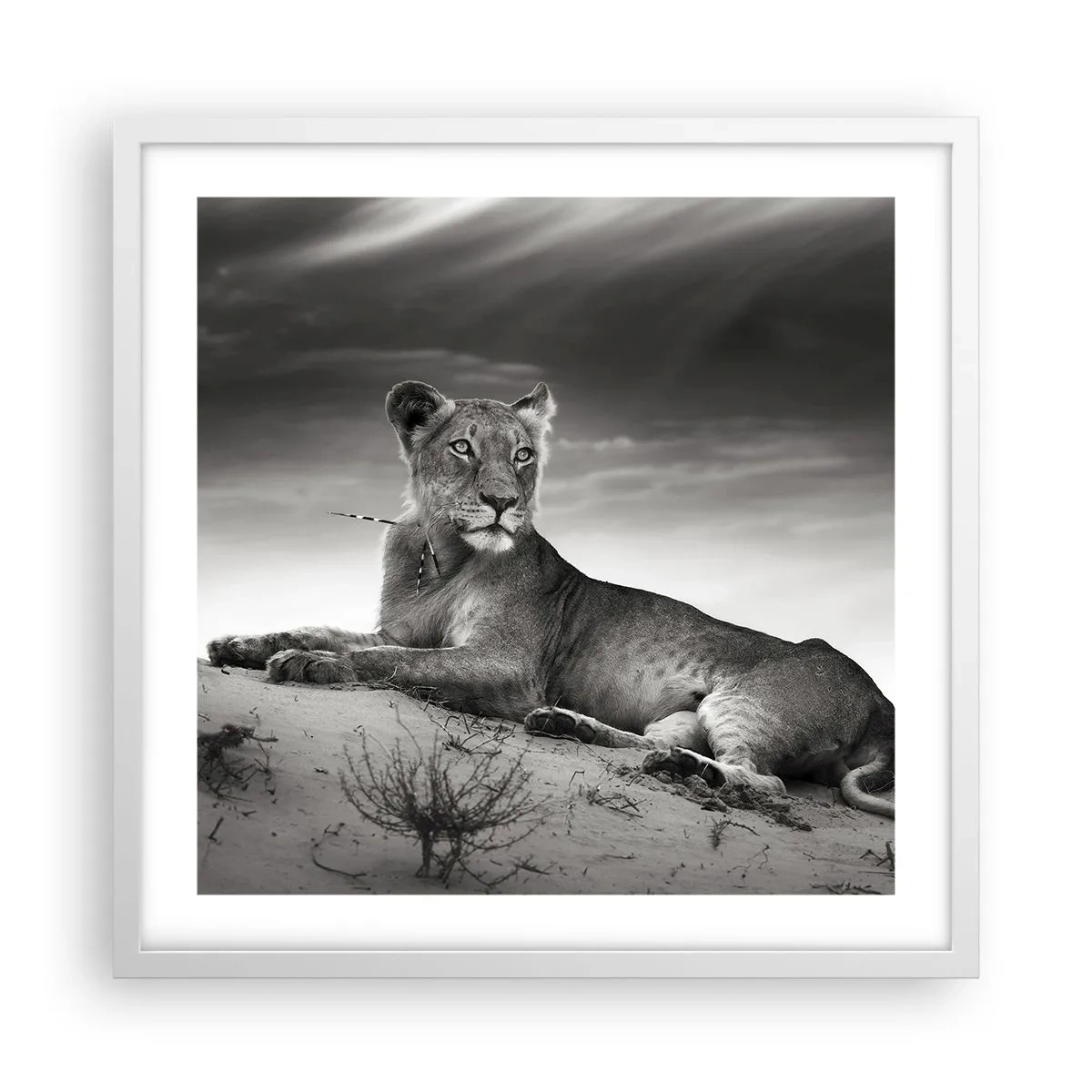 Poster in einem weißen Rahmen - Die Königin der Wüstenruhe - 50x50 cm