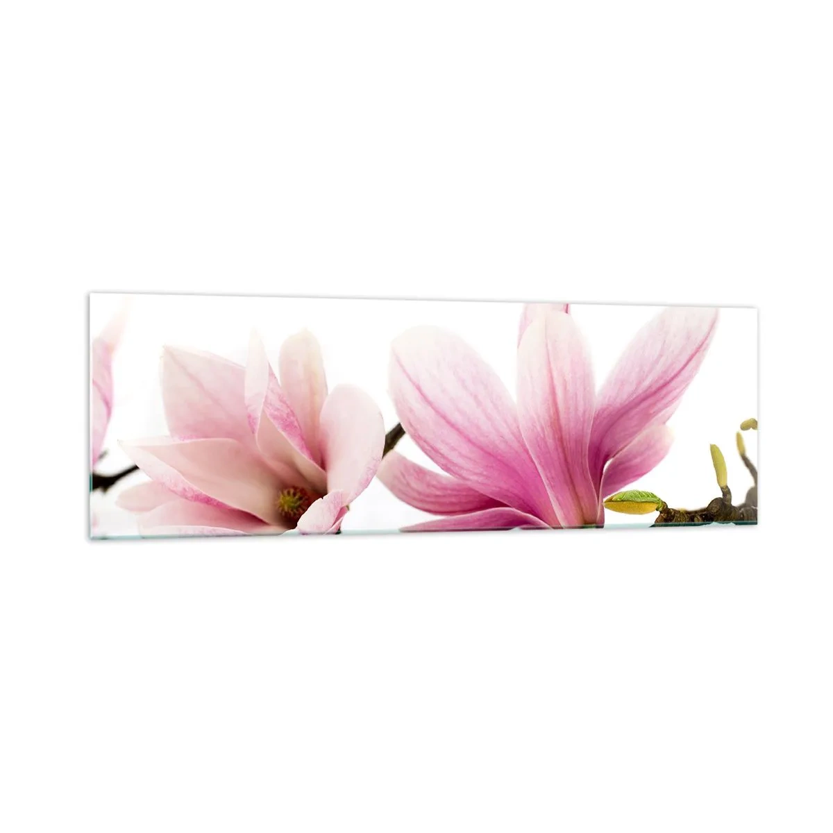 Glasbild - Bild auf glas - Zarte rosa Magnolien auf weißem Hintergrund - 160x50cm - Zart wie ein Frühlingswind - Moderne Wanddekoration für Wohnzimmer und Schlafzimmer ARTTOR