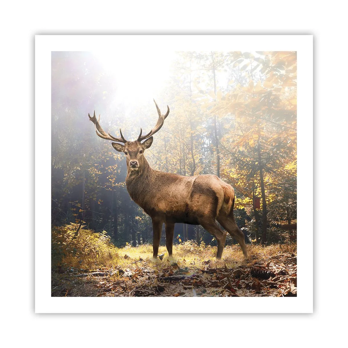 Poster - In voller Majestät - 60x60 cm