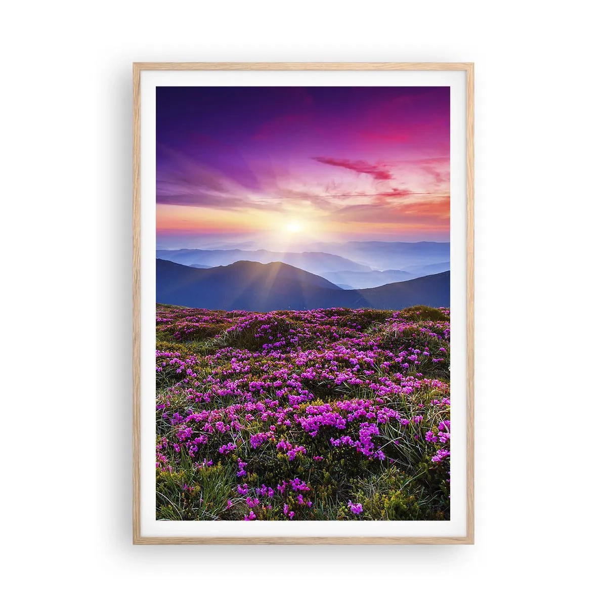 Poster in einem Rahmen aus heller Eiche - Kräuter dufteten nach frischen Trauben von den Feldern - 70x100 cm