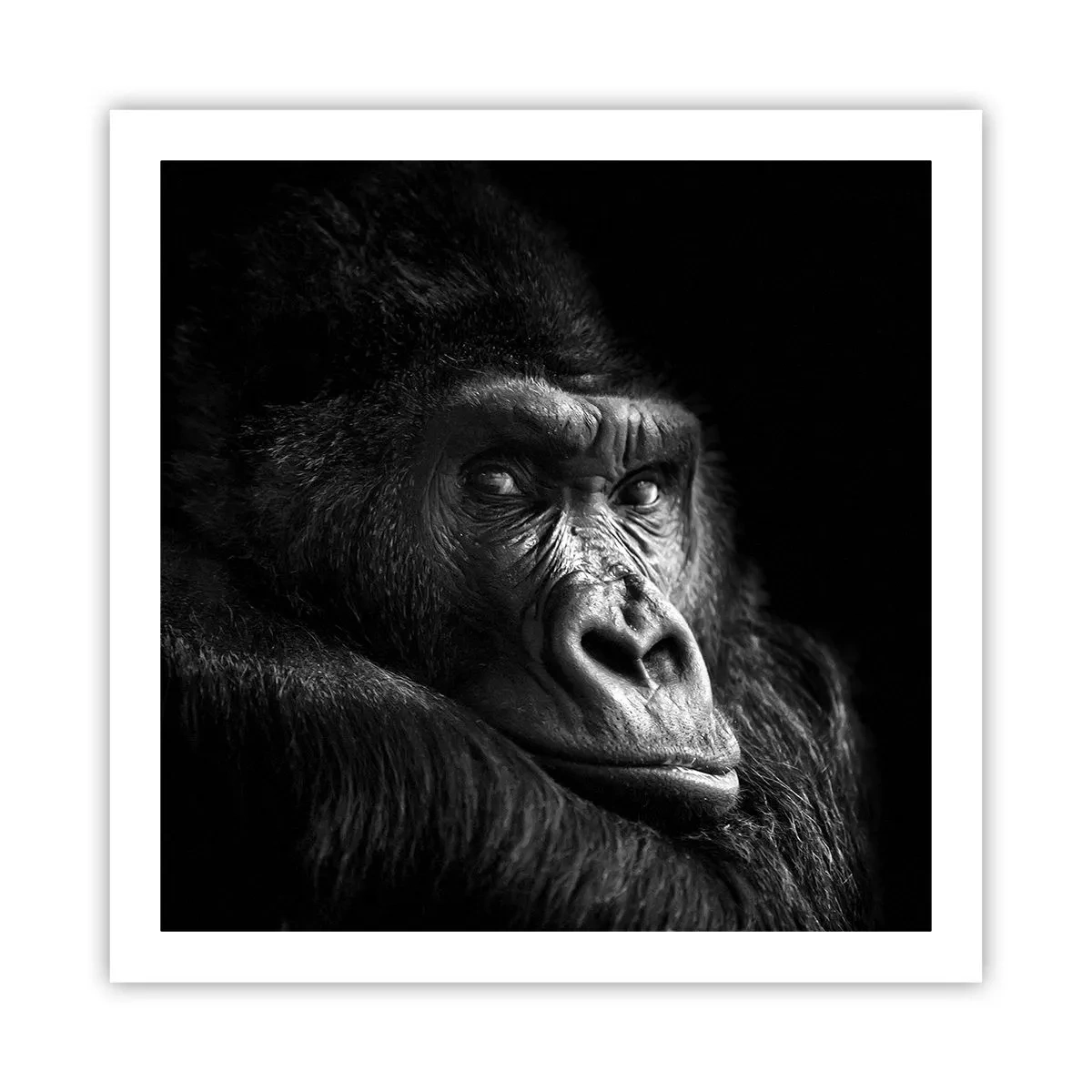 Poster - Und was guckst du so? - 60x60 cm