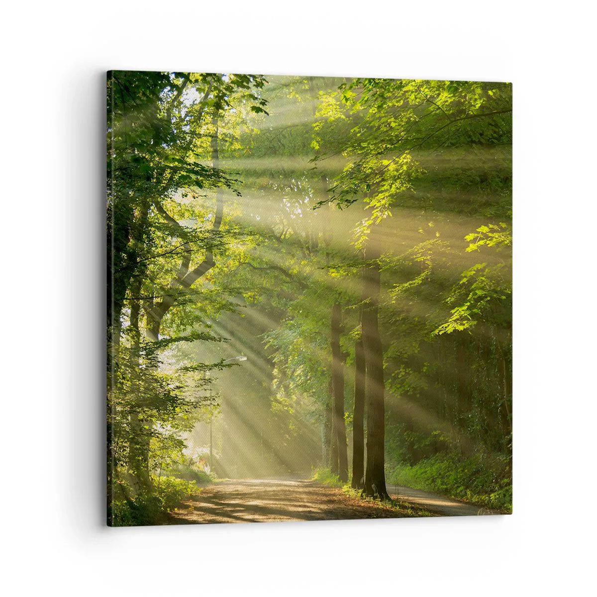 Bild auf Leinwand - Leinwandbild - Waldmoment - 70x70 cm