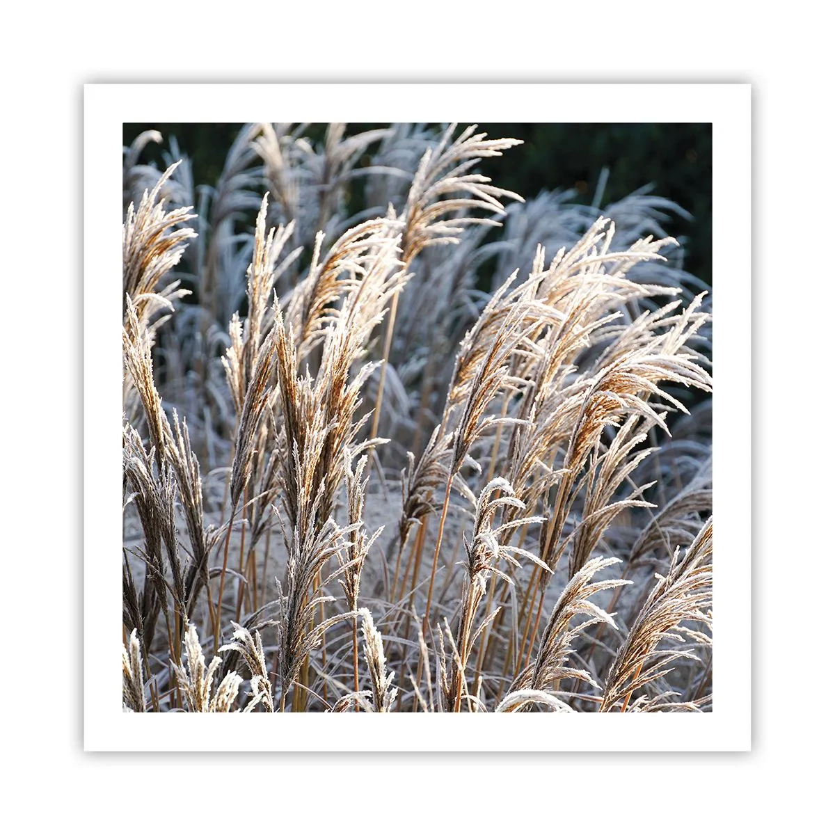 Poster - Gekleidet mit Frost - 60x60 cm