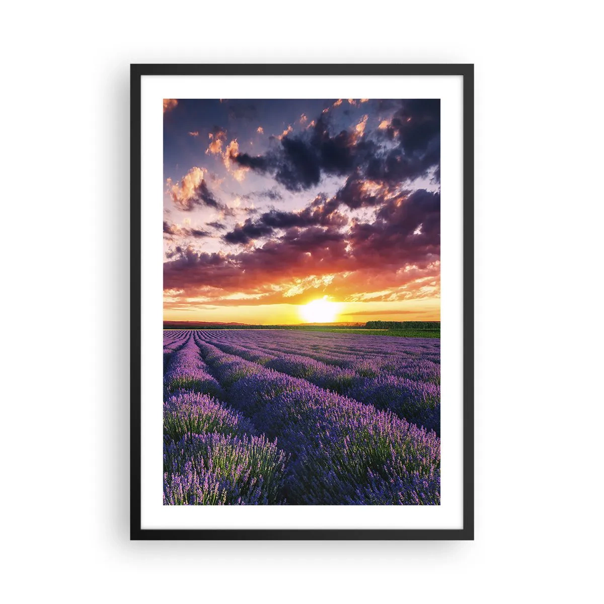 Poster in einem schwarzem Rahmen - Lavendelfeld bei Sonnenuntergang - 50x70cm - Lavendel Welt - Moderne Wanddekoration für Wohnzimmer und Schlafzimmer ARTTOR