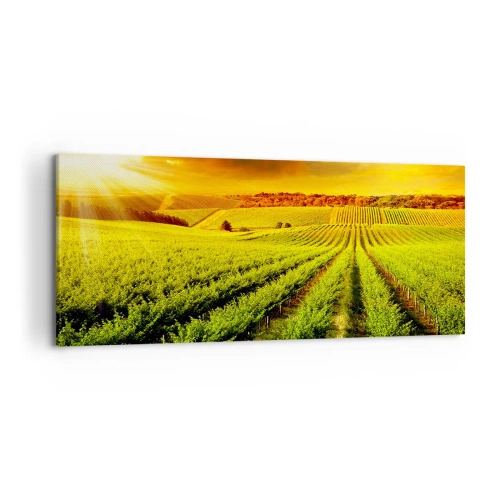 Bild auf Leinwand - Leinwandbild - Goldene Weinberge, beleuchtet von den Sonnenstrahlen - 120x50cm - Unter der australischen Sonne - Moderne Wanddekoration für Wohnzimmer und Schlafzimmer ARTTOR