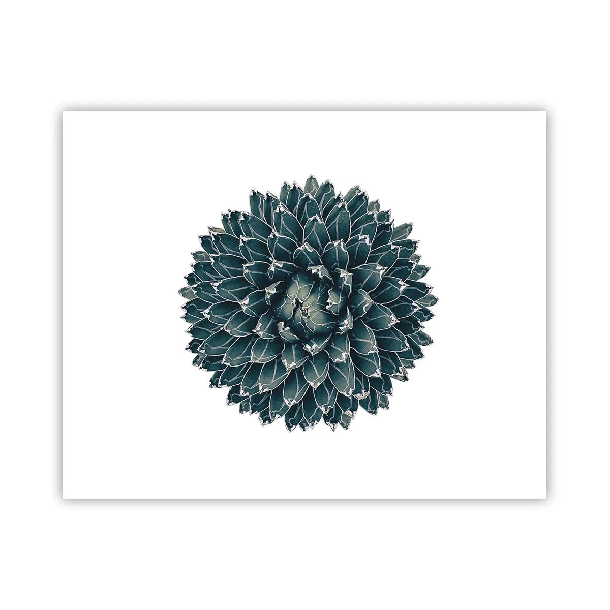 Poster - Stern der Wüste - 50x40 cm