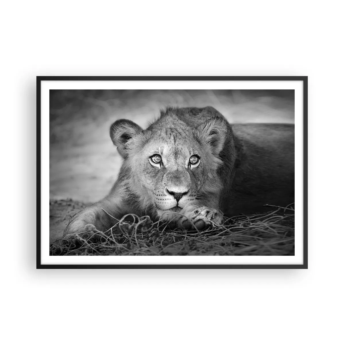 Poster in einem schwarzem Rahmen - Monochromes Porträt eines liegenden jungen Löwen - 100x70cm - Königlicher Welpe - Moderne Wanddekoration für Wohnzimmer und Schlafzimmer ARTTOR