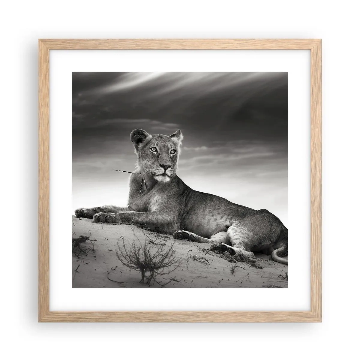 Poster in einem Rahmen aus heller Eiche - Die Königin der Wüstenruhe - 40x40 cm