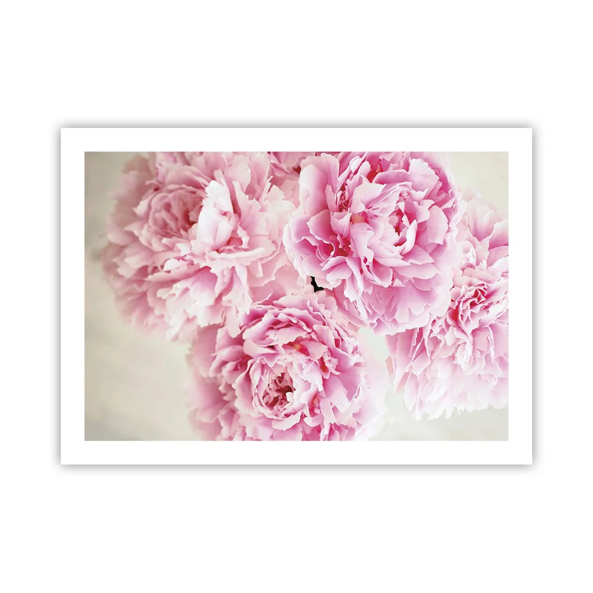 Poster - In rosa Glamour - 70x50 cm