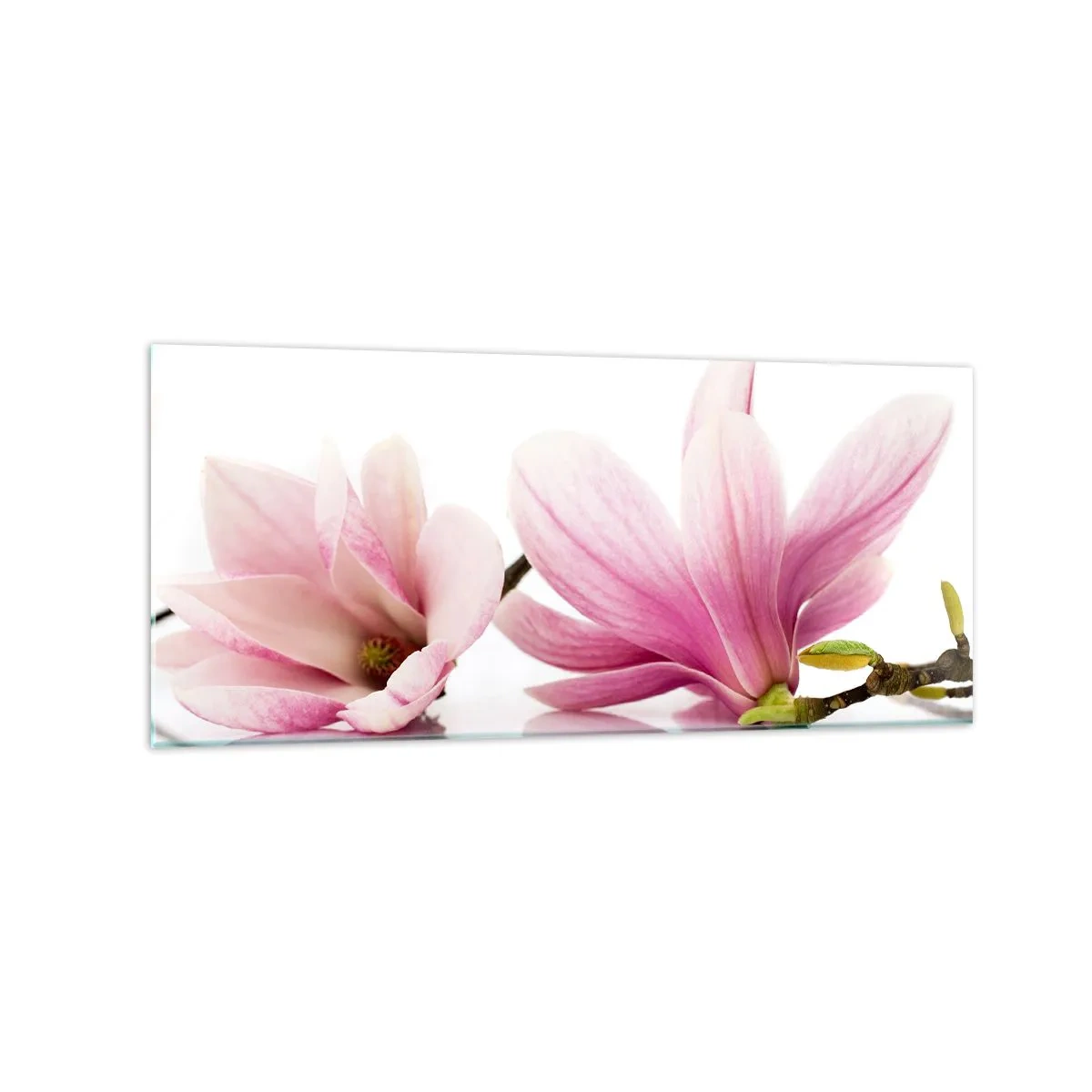 Glasbild - Bild auf glas - Zarte rosa Magnolien auf weißem Hintergrund - 120x50cm - Zart wie ein Frühlingswind - Moderne Wanddekoration für Wohnzimmer und Schlafzimmer ARTTOR