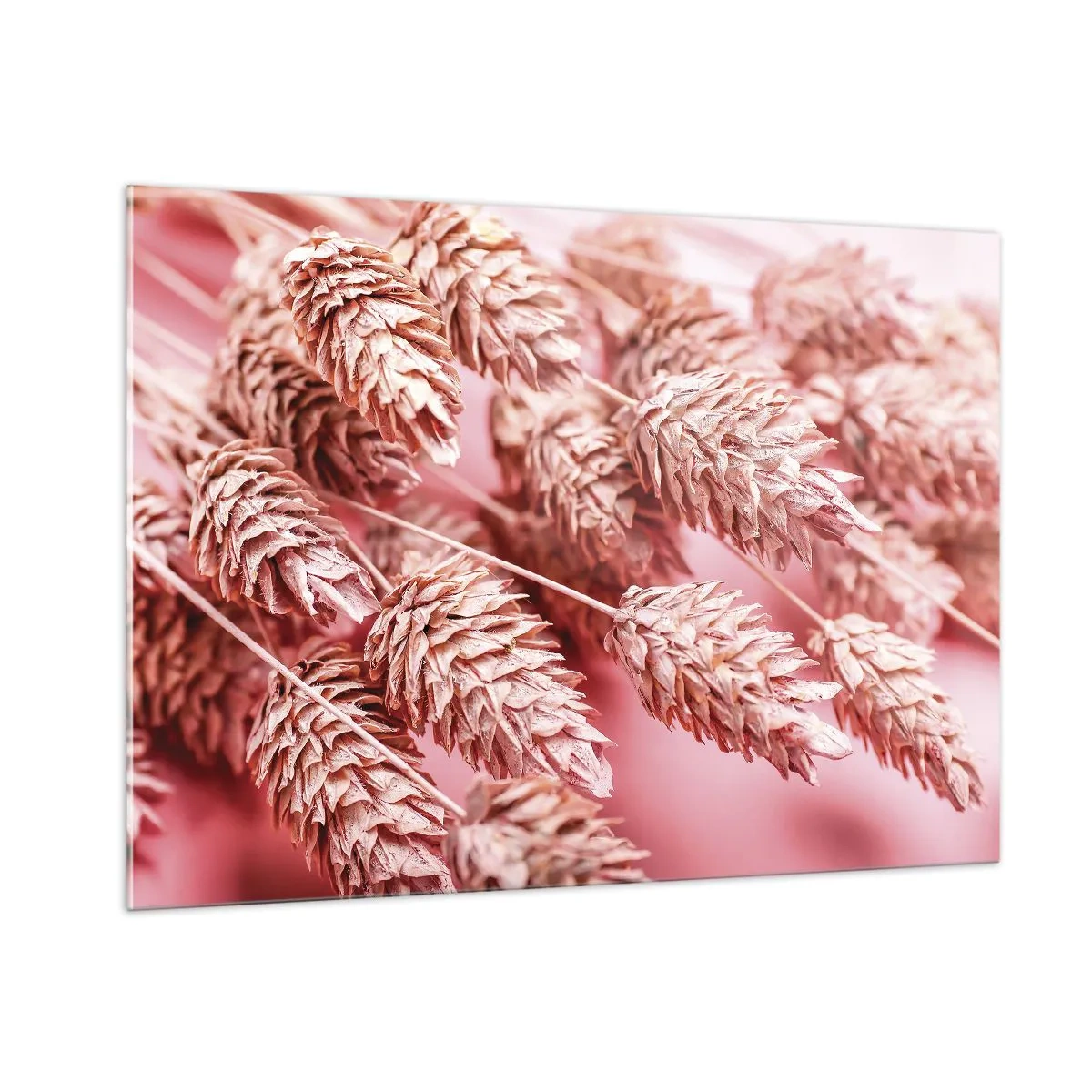 Glasbild - Bild auf glas - Getrocknete Maiskolben in Rosatönen auf pastellfarbenem Hintergrund - 100x70cm - Eine Blumenkaskade in Rosa - Moderne Wanddekoration für Wohnzimmer und Schlafzimmer ARTTOR