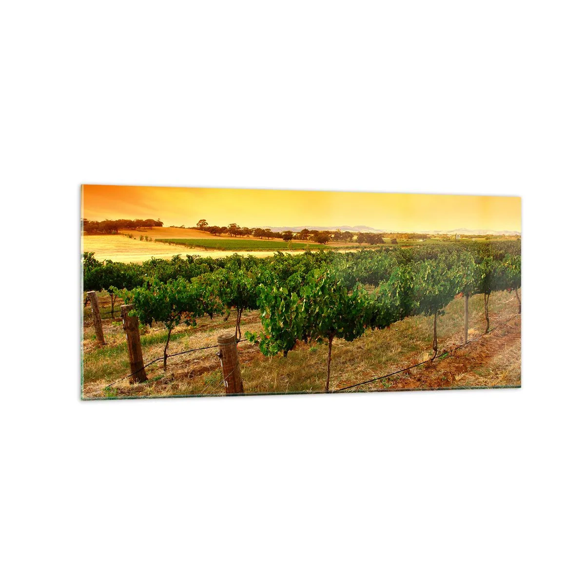 Glasbild - Bild auf glas - Weinreben auf einer Plantage bei einem goldenen Sonnenuntergang - 120x50cm - Holen Sie sich einen Drink von der Sonne - Moderne Wanddekoration für Wohnzimmer und Schlafzimmer ARTTOR