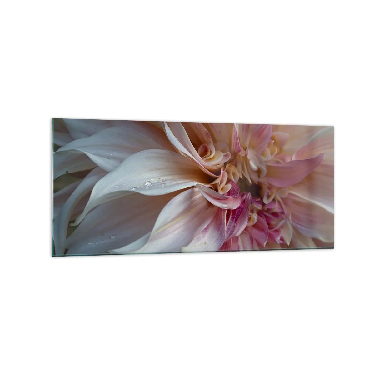 Glasbild - Bild auf glas - Nahaufnahme von zarten rosa Blütenblättern mit Wassertropfen - 120x50cm - Blühende Frische - Moderne Wanddekoration für Wohnzimmer und Schlafzimmer ARTTOR