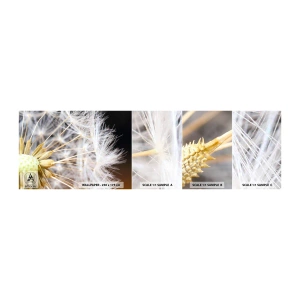 Fototapeten Muster Selbstklebend Deluxe Sticker - Kurz vor dem Abflug - Blume, Anlage, Natur - 100x30 cm
