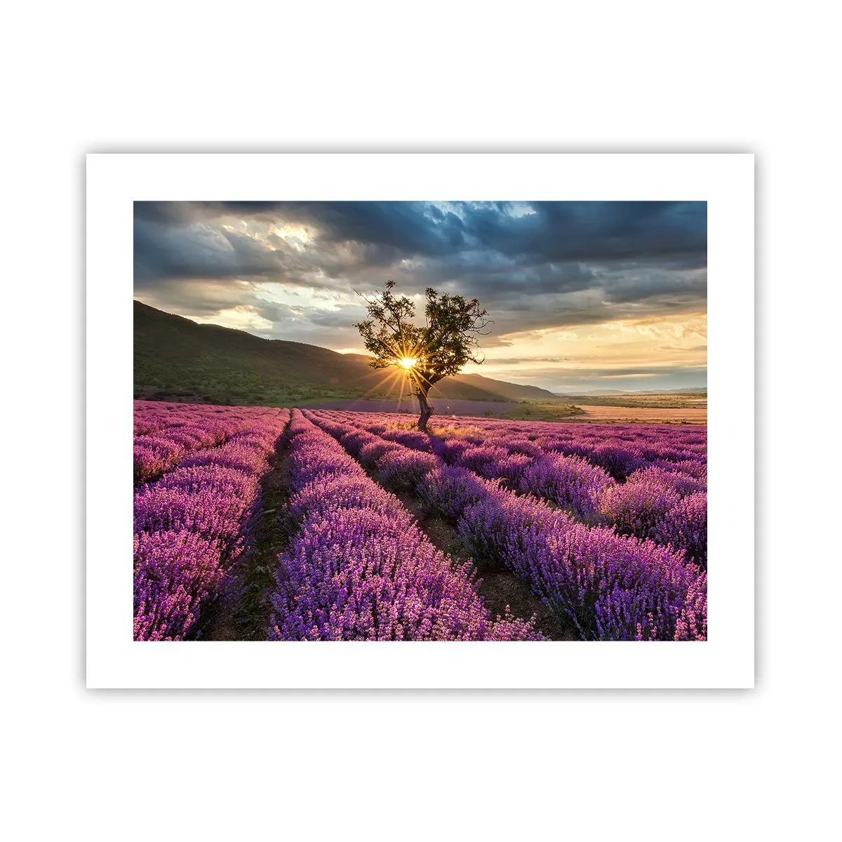 Poster - Fliederfarbenes Aroma - 50x40 cm