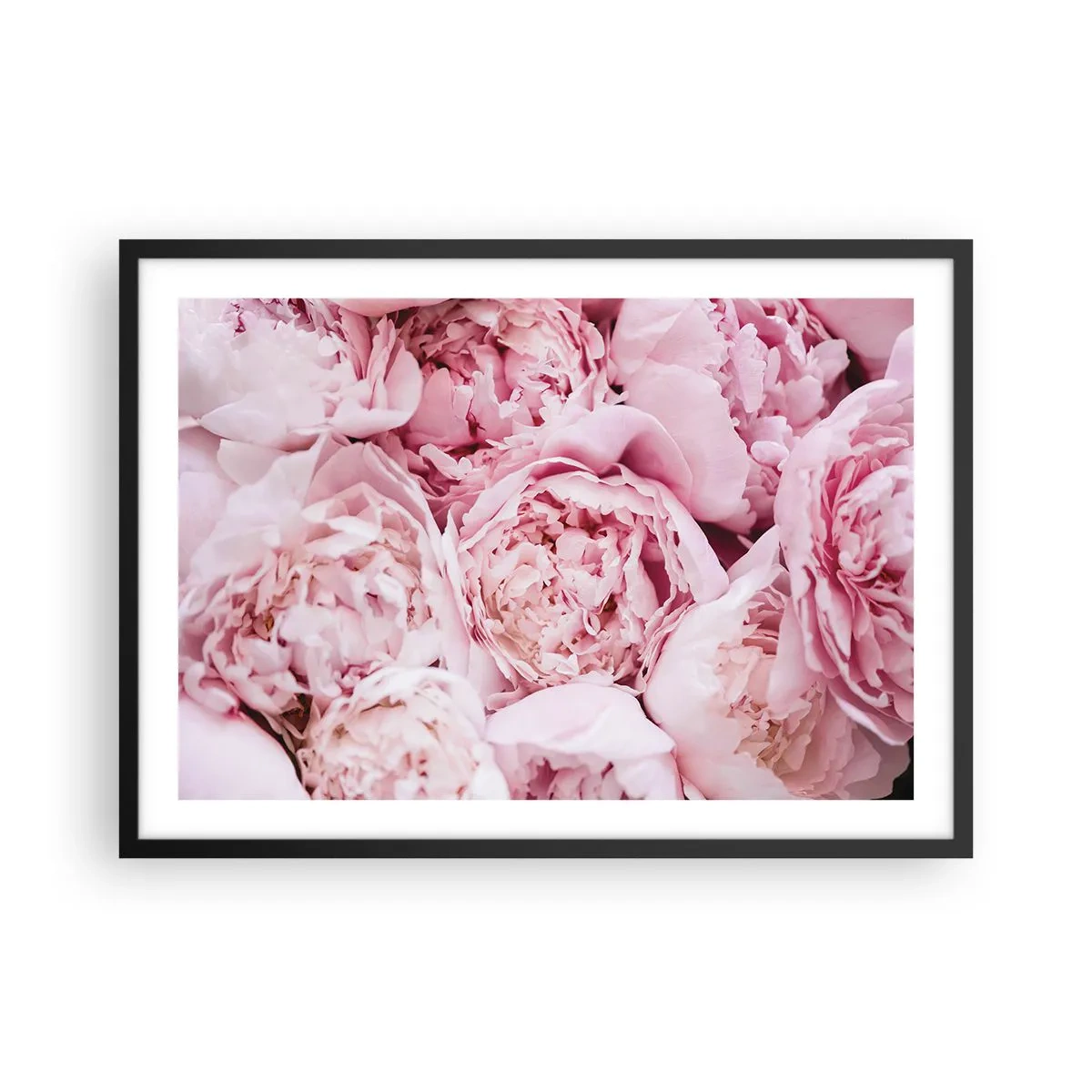 Poster in einem schwarzem Rahmen - Eine Nahaufnahme eines Straußes rosa Pfingstrosen - 70x50cm - Anschmiegsam und duftend - Moderne Wanddekoration für Wohnzimmer und Schlafzimmer ARTTOR