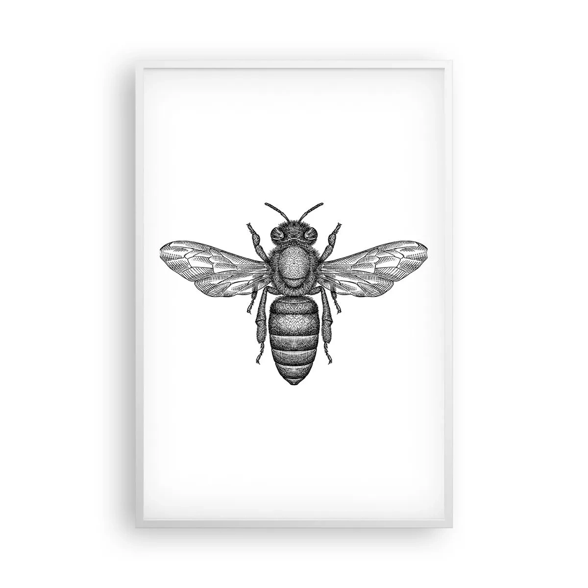 Poster in einem weißen Rahmen - Insektenporträt - 61x91 cm