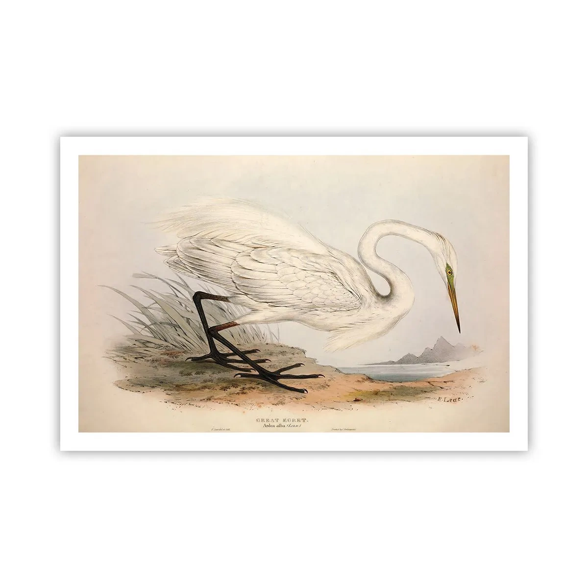 Poster - Dame auf den Binsen - 91x61 cm